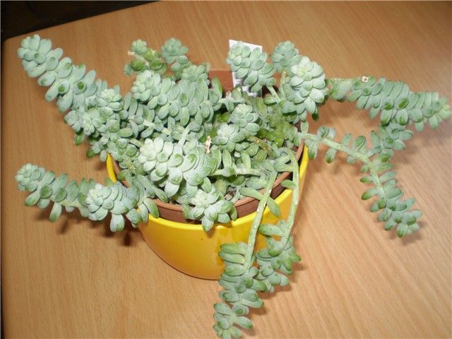 kaktus